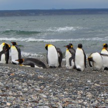 King Penguins on the beach
